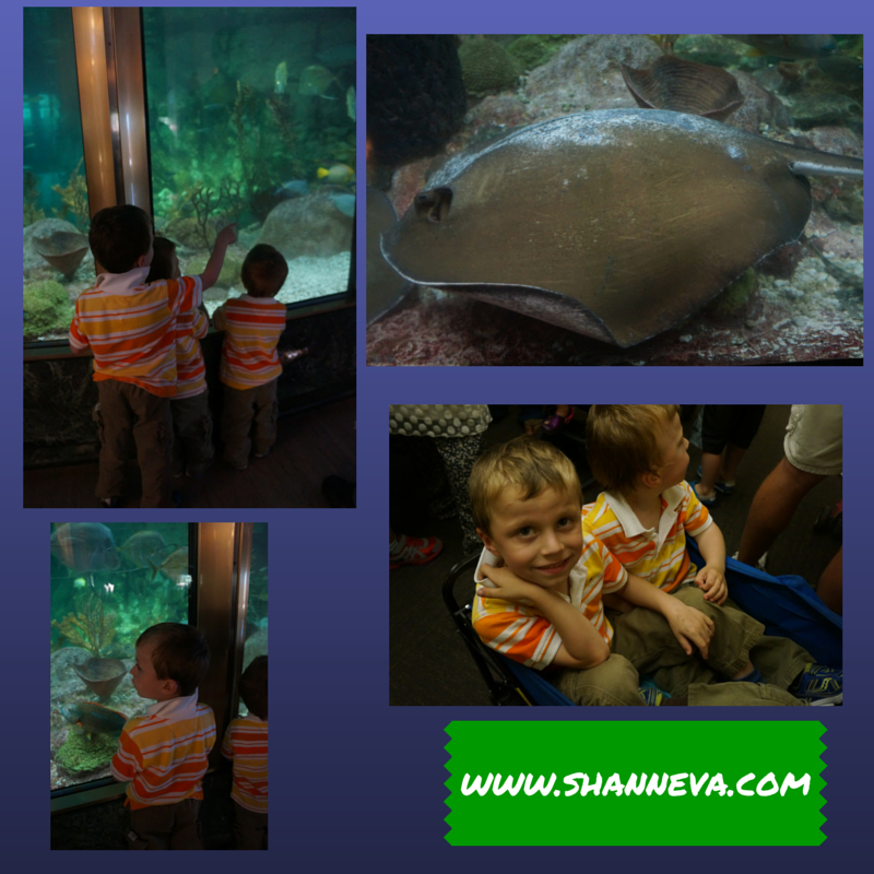 Shedd Aquarium here we Come! (2)