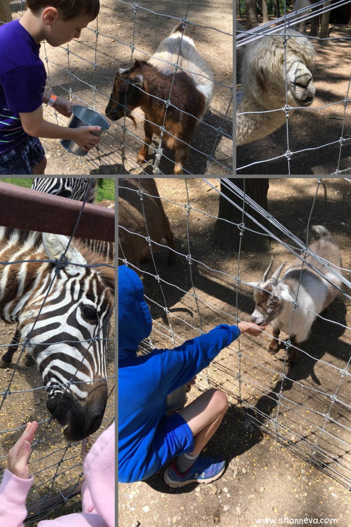 Animal sanctuaries make great places to visit in the summertime. Plenty to do and see, you get to pet and feed so many different animals.